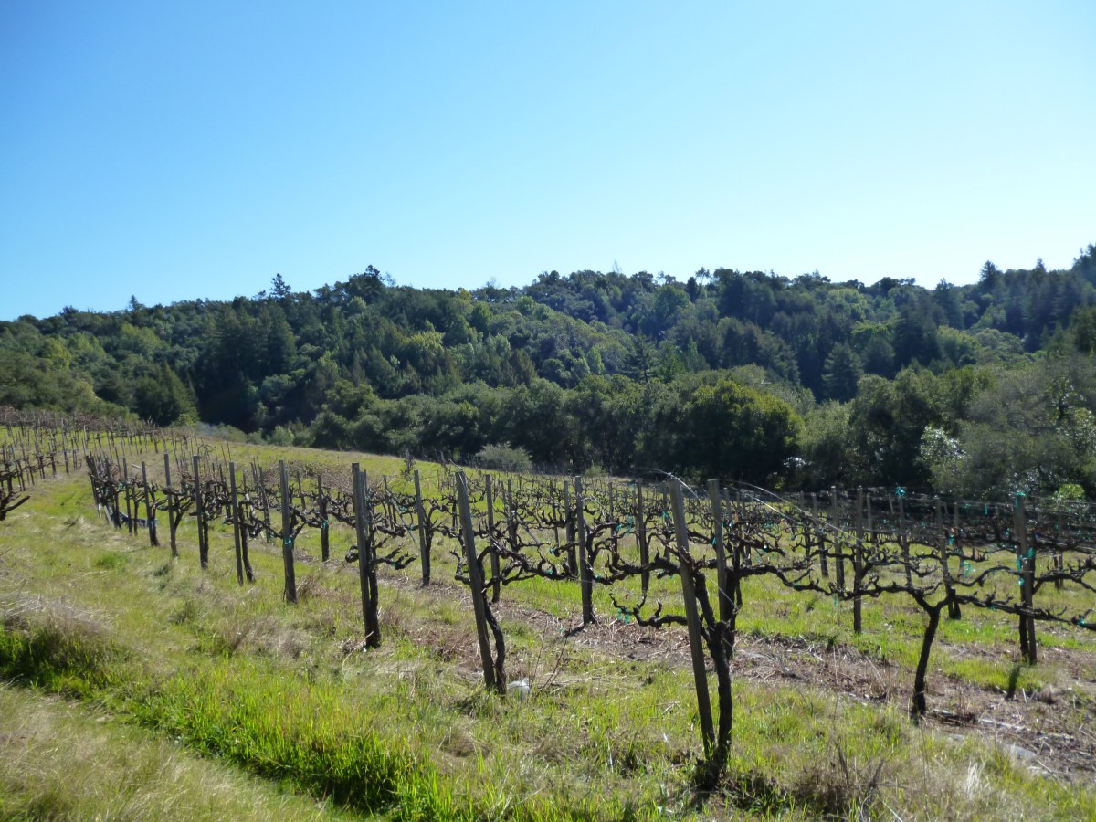 Four Gates Winery’s January 2021 new releases Wine Musings Blog