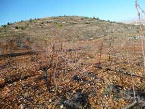 Beit El's Carignan vineyard planted by hand on the side of a rock mountain - close up-small