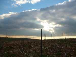 Har Bracha Vineyards 5