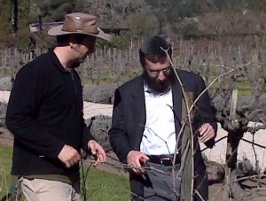 Vineyard pruning Cuvee Chabad 2008